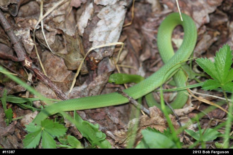 Smooth Greensnake