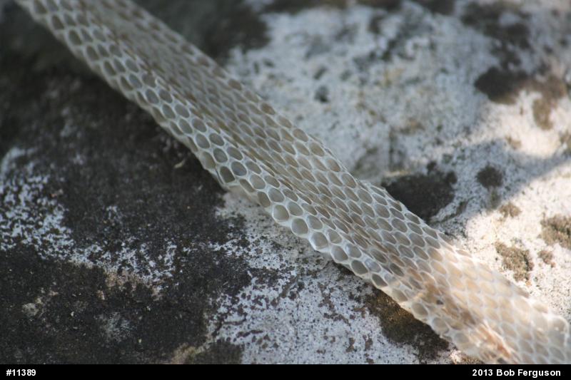 Eastern Ratsnake