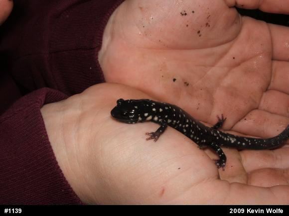 Northern Slimy Salamander