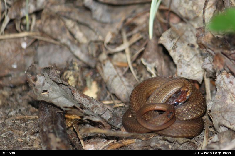 Red-bellied Snake