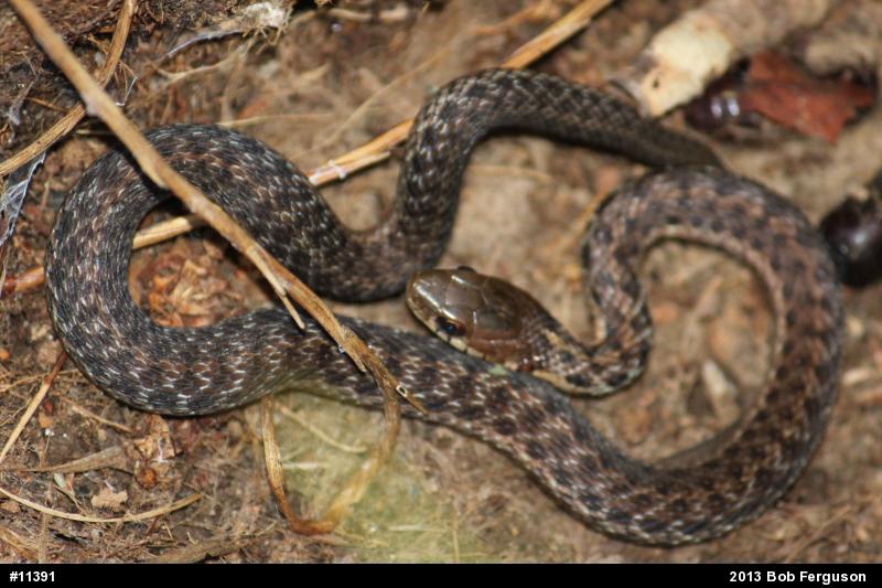 Eastern Gartersnake