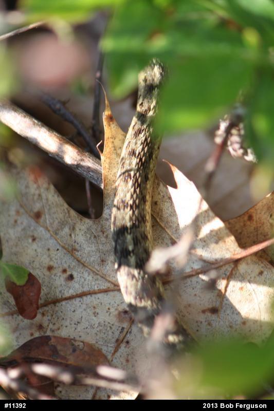 Eastern Gartersnake
