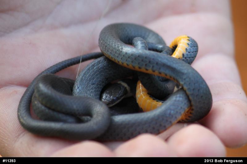 Northern Ring-necked Snake