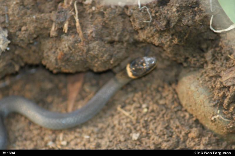Northern Ring-necked Snake