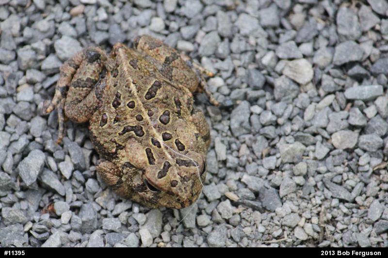 Fowler's Toad