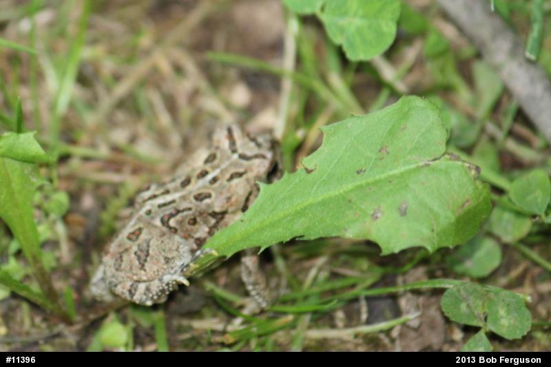 Fowler's Toad