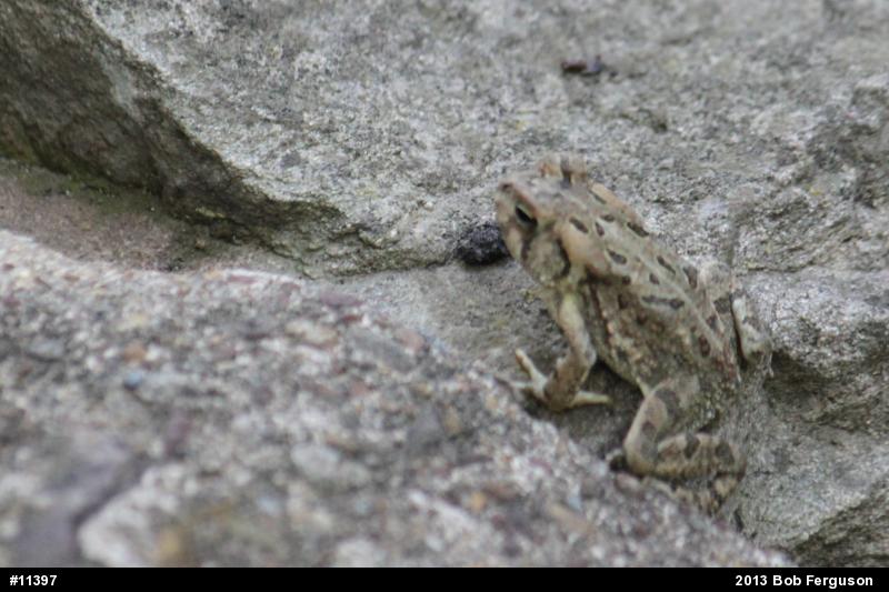 Fowler's Toad