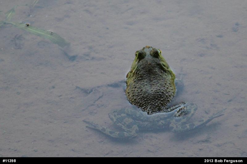 American Bullfrog