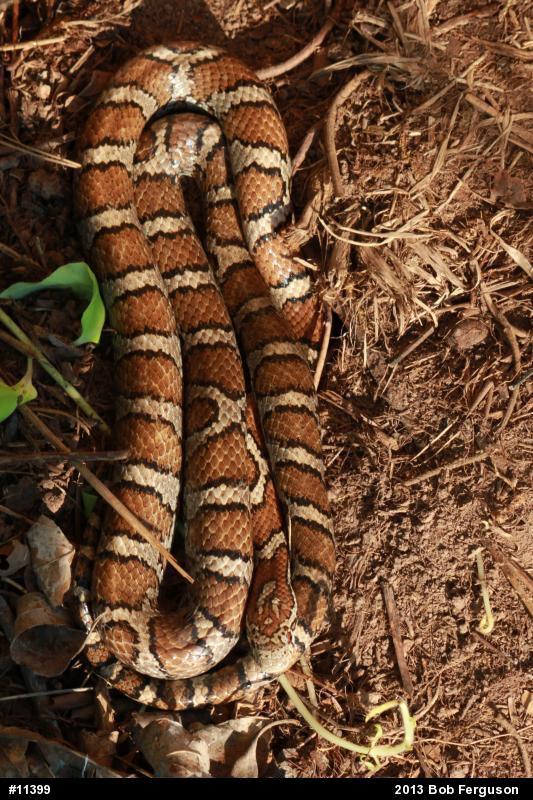 Eastern Milksnake
