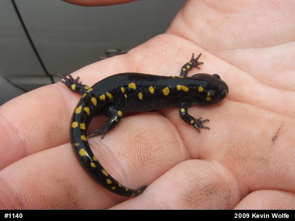 Spotted Salamander