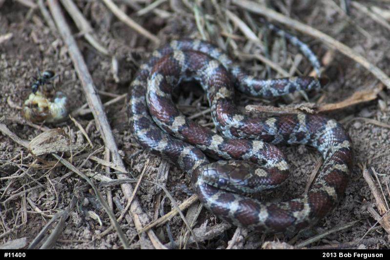 Eastern Milksnake
