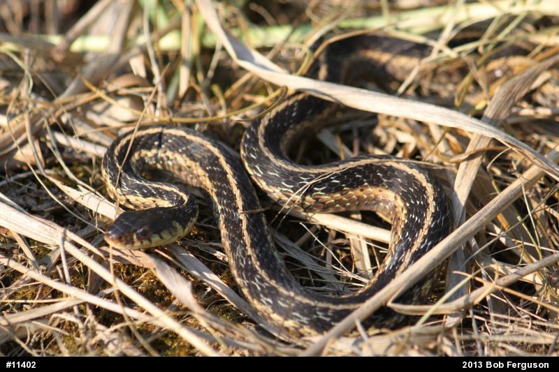 Eastern Gartersnake