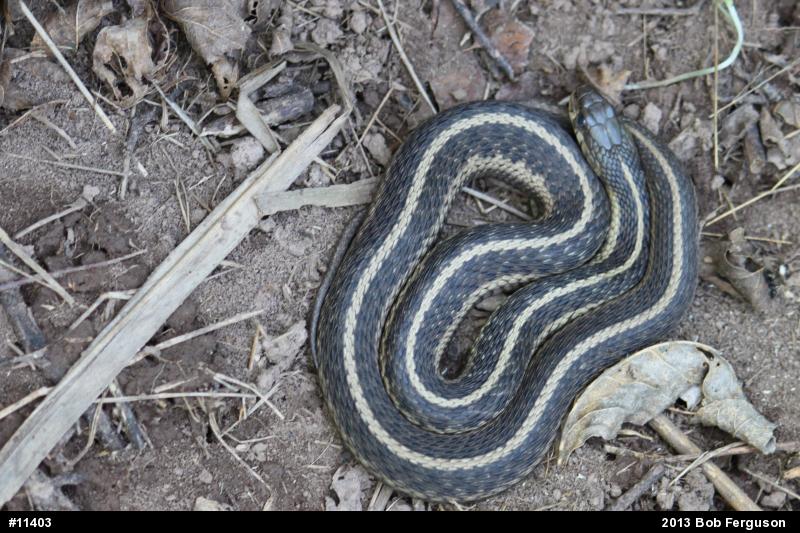 Eastern Gartersnake