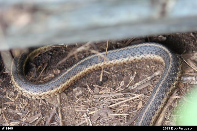 Eastern Gartersnake