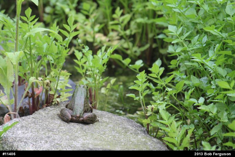Green Frog