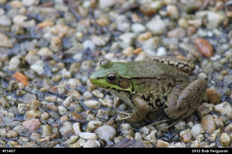 Green Frog