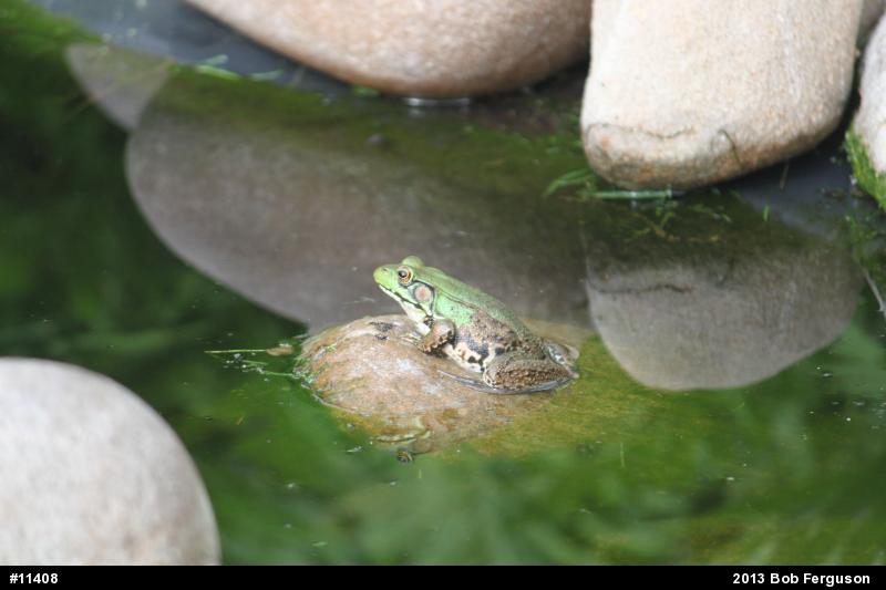 Green Frog