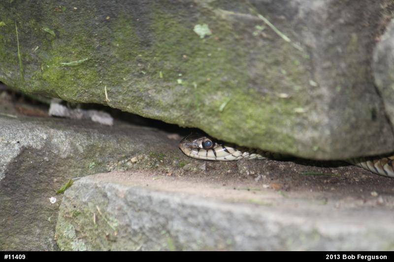 Eastern Gartersnake