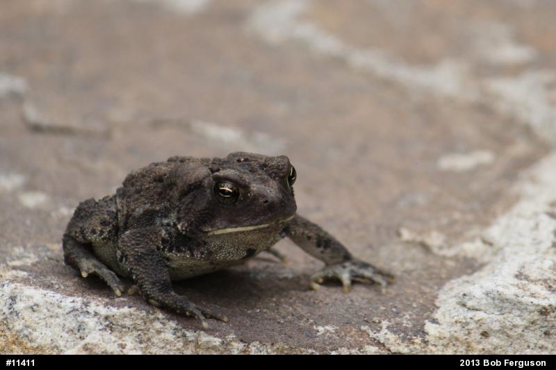 Eastern American Toad