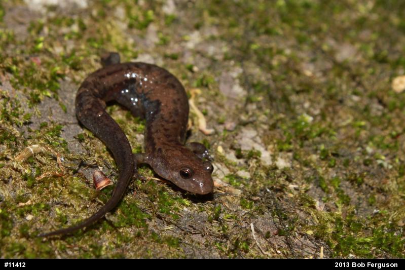 Allegheny Mountain Dusky Salamander