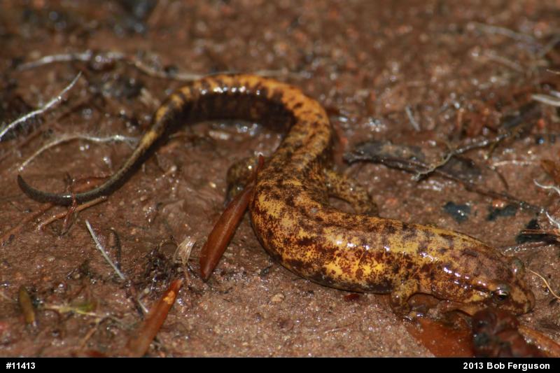 Allegheny Mountain Dusky Salamander