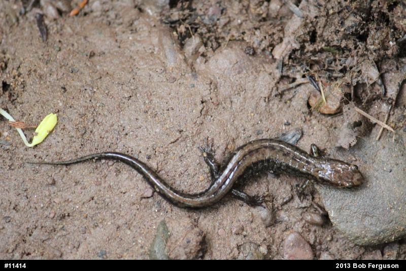 Allegheny Mountain Dusky Salamander