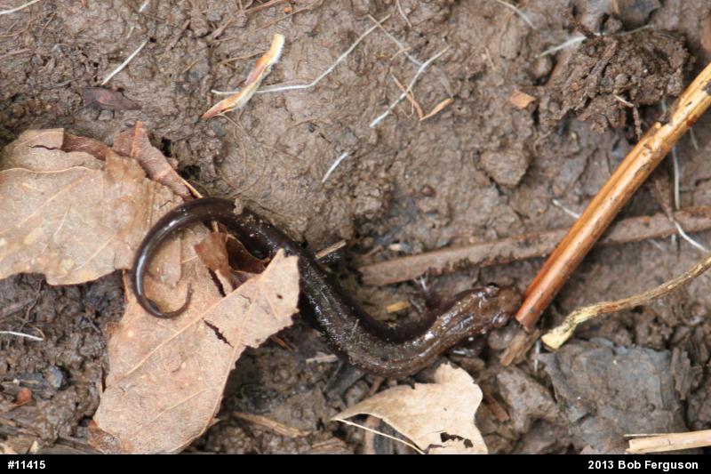 Allegheny Mountain Dusky Salamander