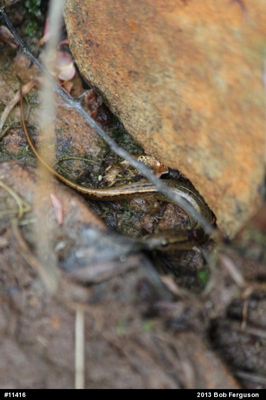 Northern Two-lined Salamander