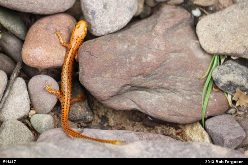 Eastern Long-tailed Salamander
