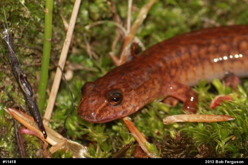 Northern Spring Salamander