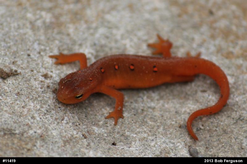 Red-spotted Newt