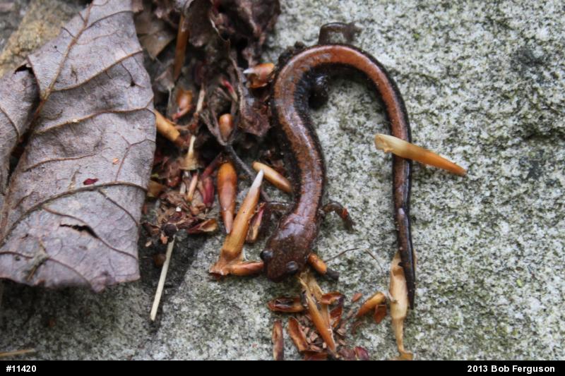 Eastern Red-backed  Salamander