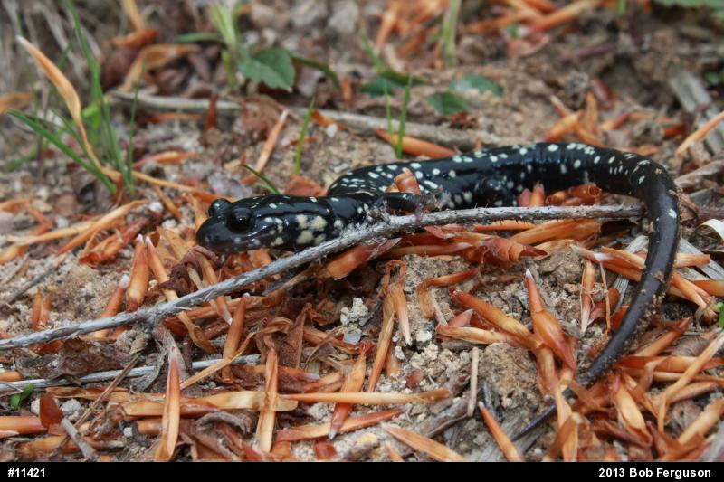 Northern Slimy Salamander