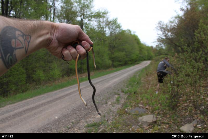 Northern Ring-necked Snake