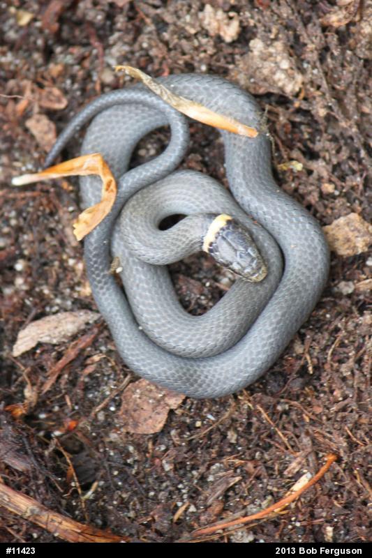 Northern Ring-necked Snake