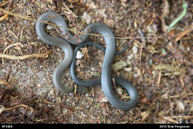 Northern Ring-necked Snake