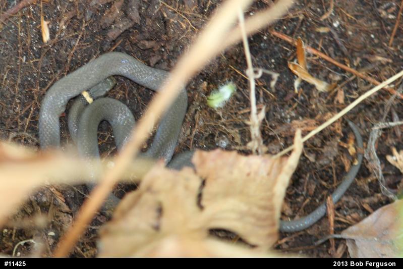 Northern Ring-necked Snake