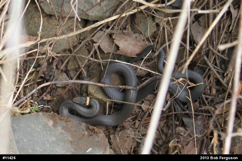 Northern Ring-necked Snake