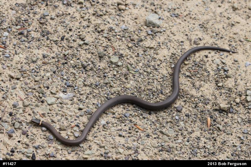 Northern Ring-necked Snake