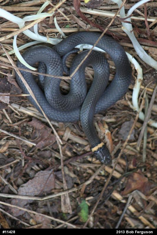 Northern Ring-necked Snake