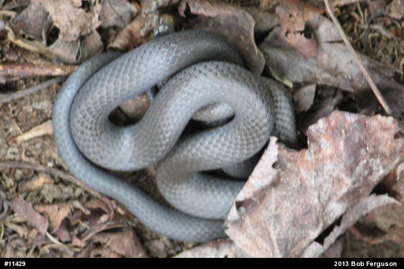 Northern Ring-necked Snake