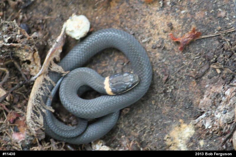 Northern Ring-necked Snake