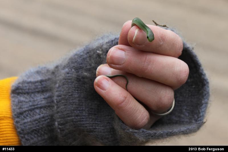 Smooth Greensnake