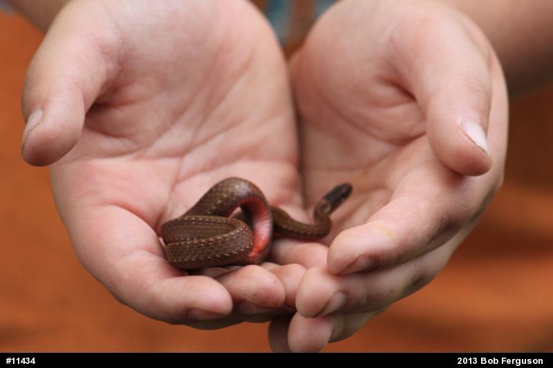 Red-bellied Snake