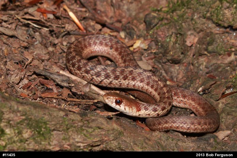 Eastern Gartersnake