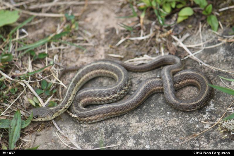Eastern Gartersnake