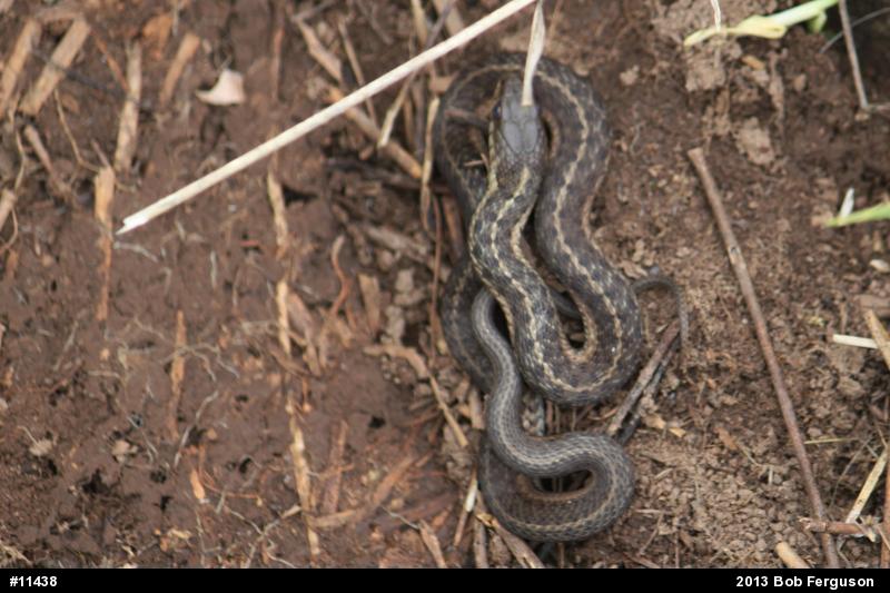Eastern Gartersnake