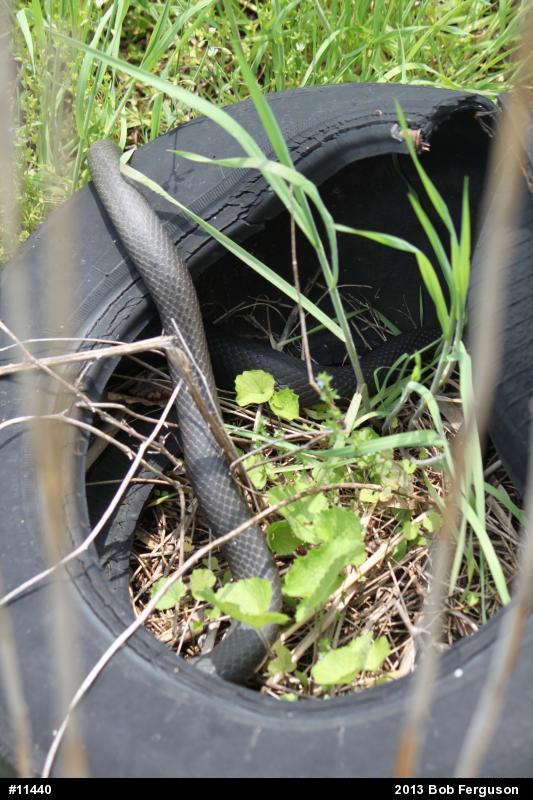 Northern Black Racer