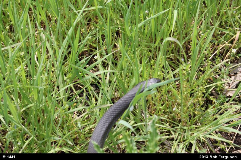 Northern Black Racer