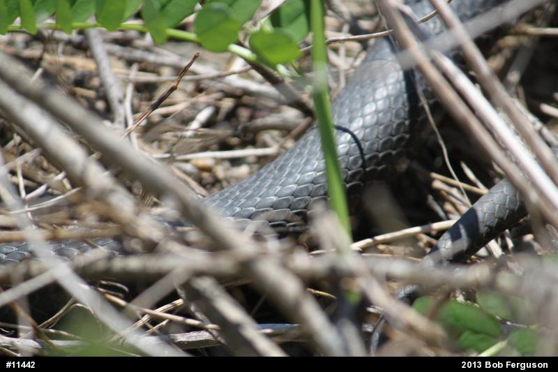 Northern Black Racer